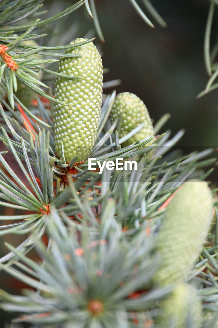 Close-up of cactus growing on tree