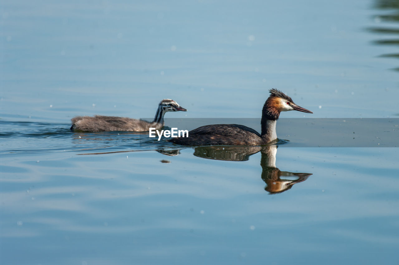 Great crested grebe with its offspring on a lake