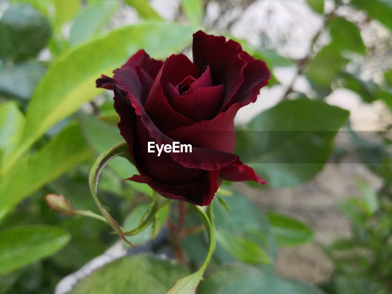 CLOSE-UP OF RED ROSE ON LEAF