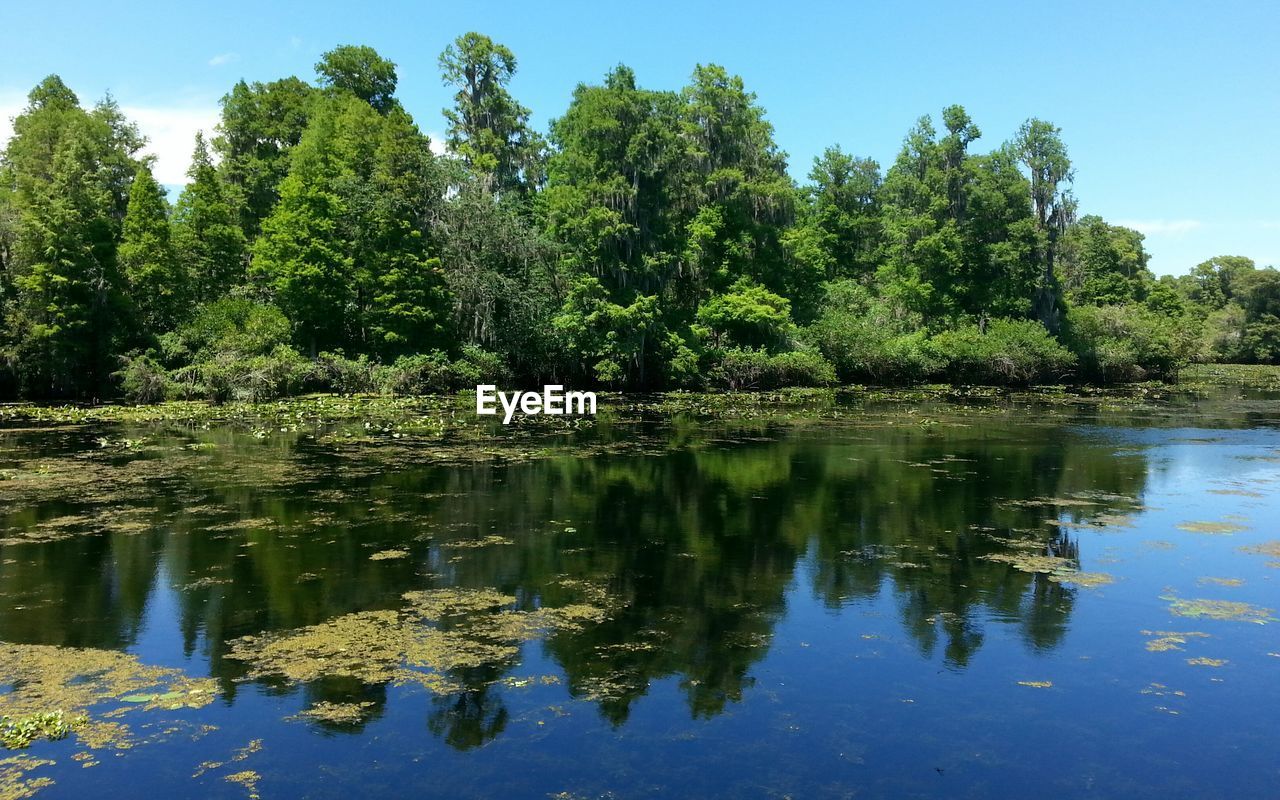 Scenic view of lake with trees reflection