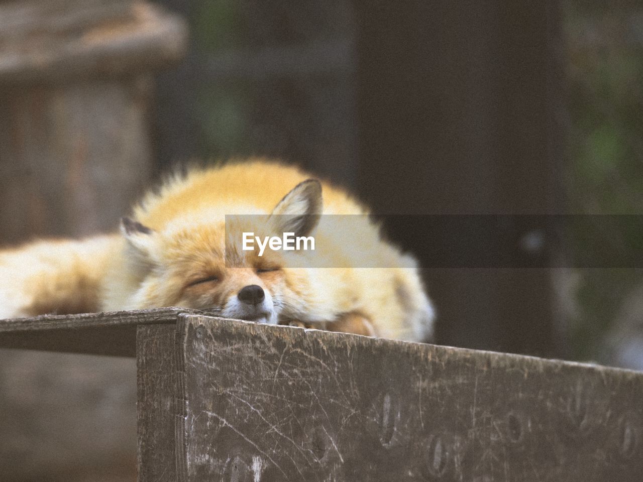 CLOSE-UP OF A CAT LYING ON WOOD