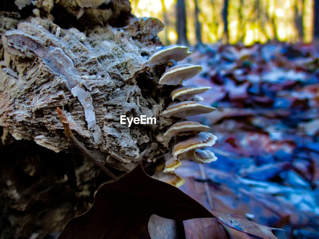 CLOSE-UP OF A MUSHROOM GROWING ON TREE TRUNK