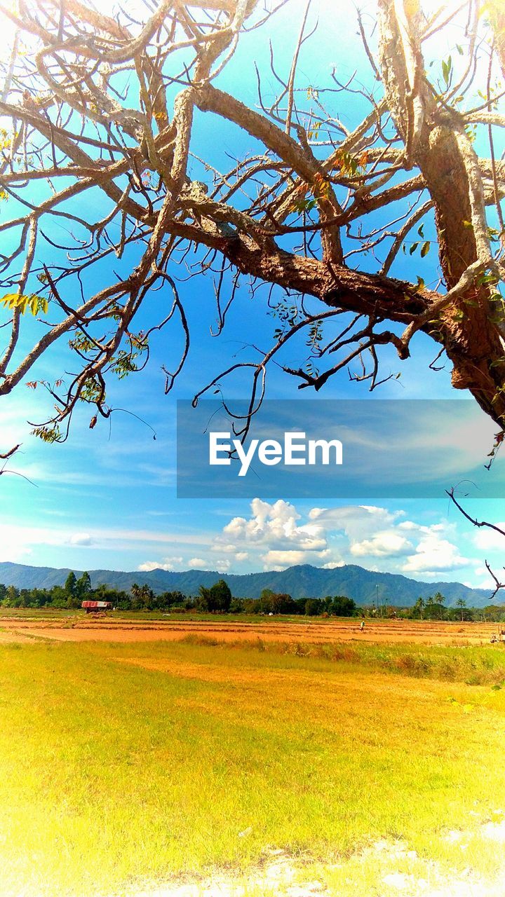 SCENIC VIEW OF FARM AGAINST SKY