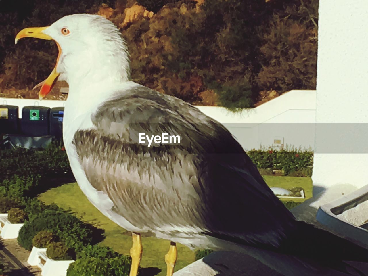 CLOSE-UP OF EAGLE PERCHING ON FLOOR