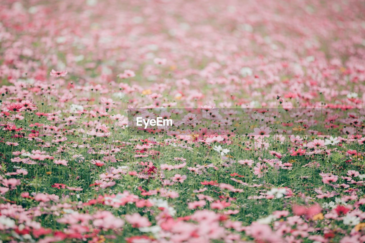 Close-up of pink flowering plants on field