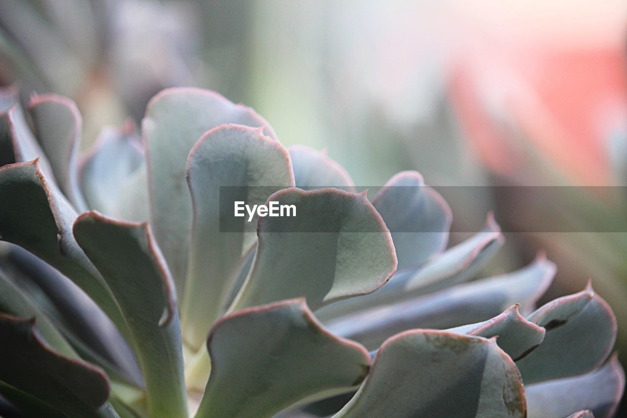 Close-up of succulent plant