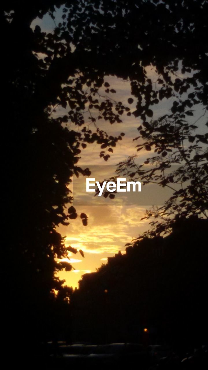 SILHOUETTE TREE AGAINST SKY DURING SUNSET