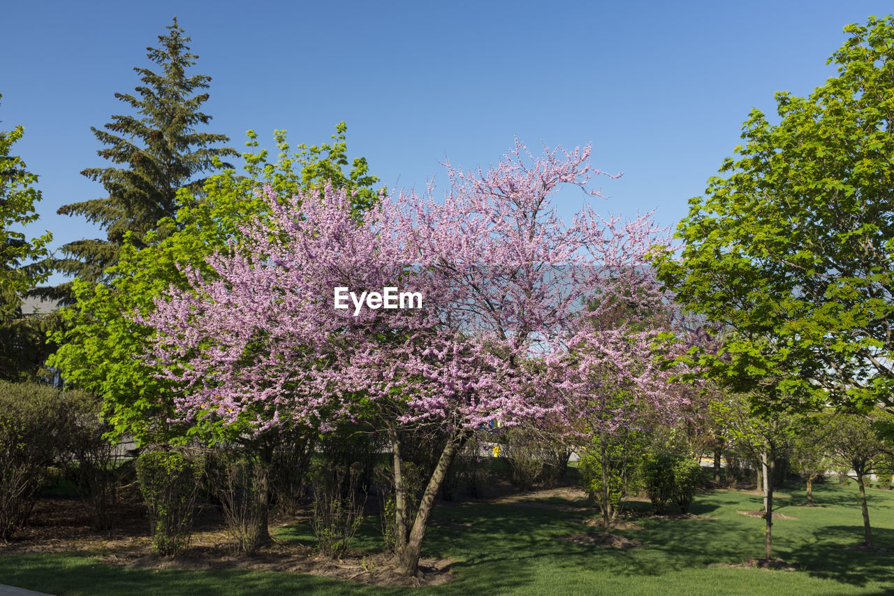 Pink cherry blossoms in park