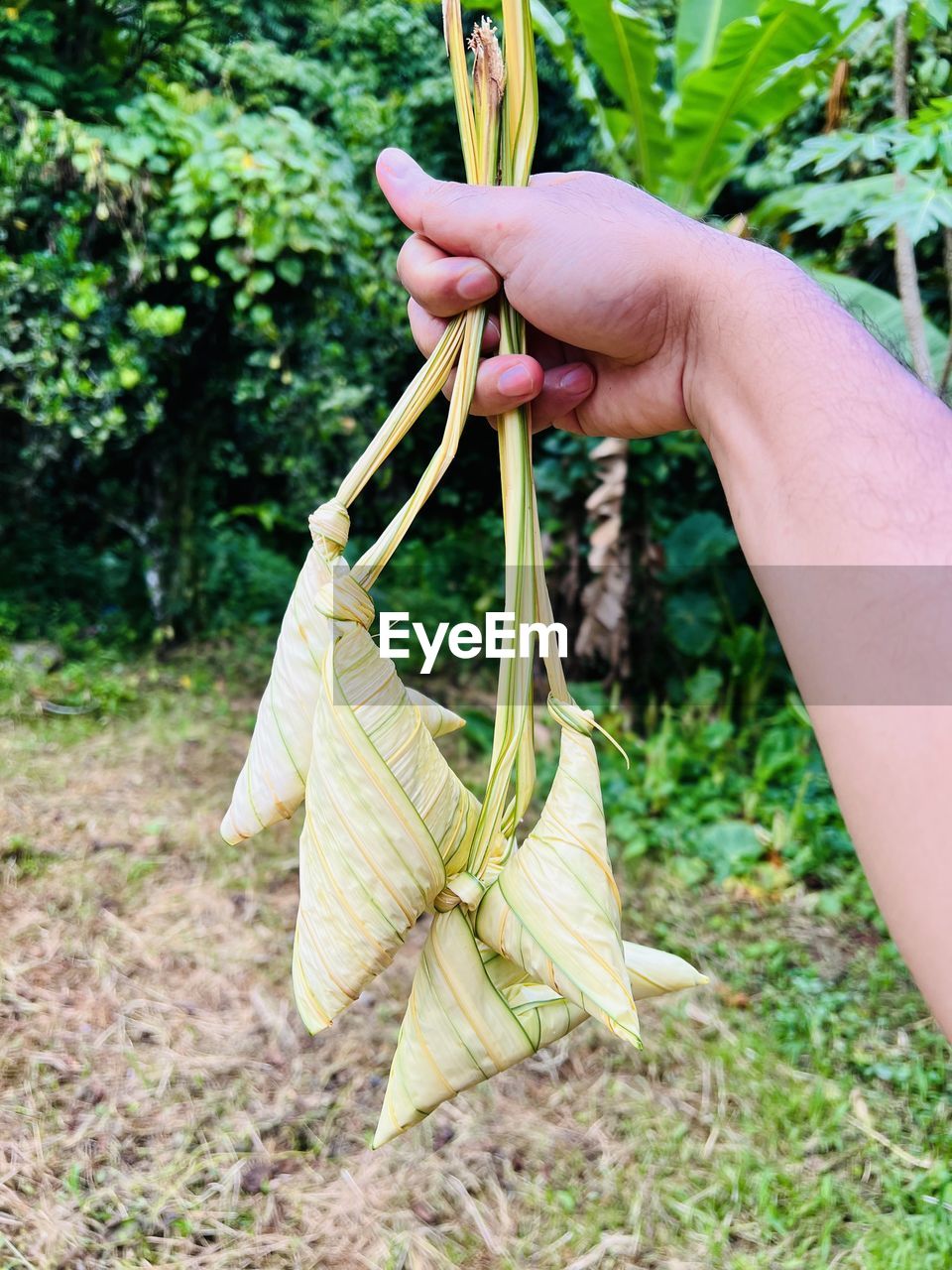 hand, one person, holding, plant, green, vegetable, leaf, nature, food, food and drink, vegetable garden, women, growth, flower, organic, tree, adult, gardening, agriculture, day, garden, harvesting, healthy eating, grass, produce, lifestyles, outdoors, freshness, wellbeing, close-up, leisure activity, yellow, plant part, female, picking, plant stem, focus on foreground