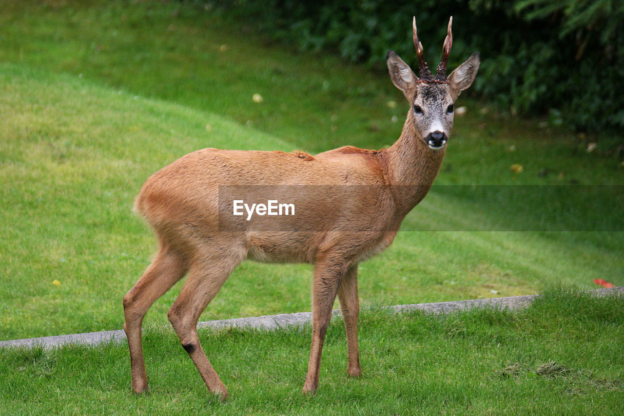 Portrait of deer on field