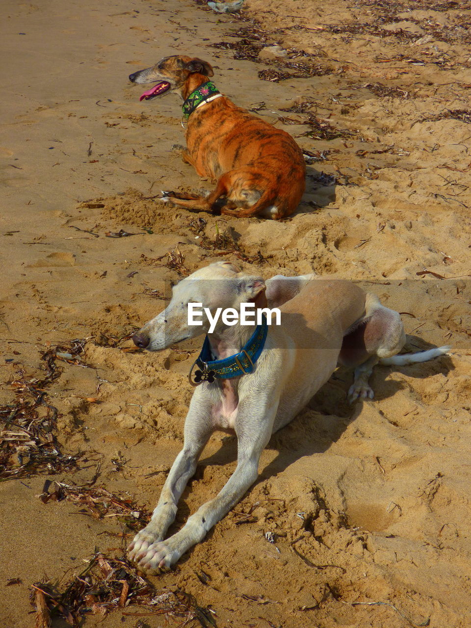 High angle view of greyhound dogs lying on sand at beach