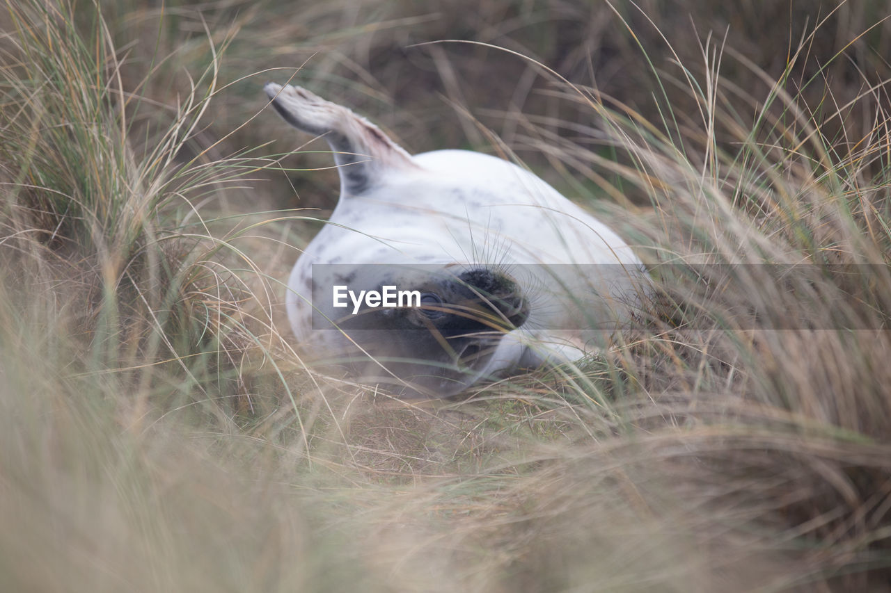 Seal pup in grassy dunes. norfolk, december 2021.