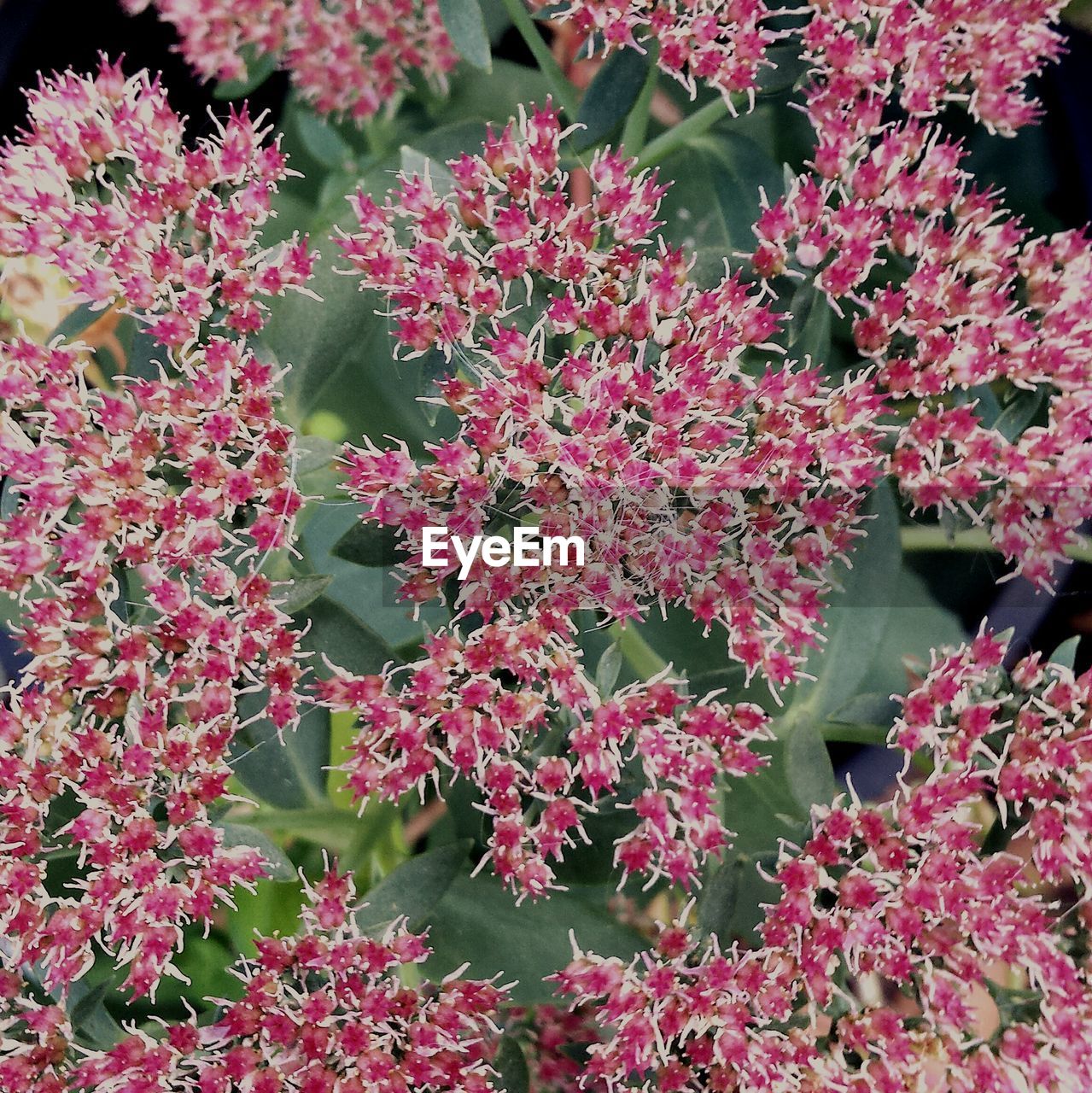 CLOSE-UP OF PINK FLOWERS BLOOMING