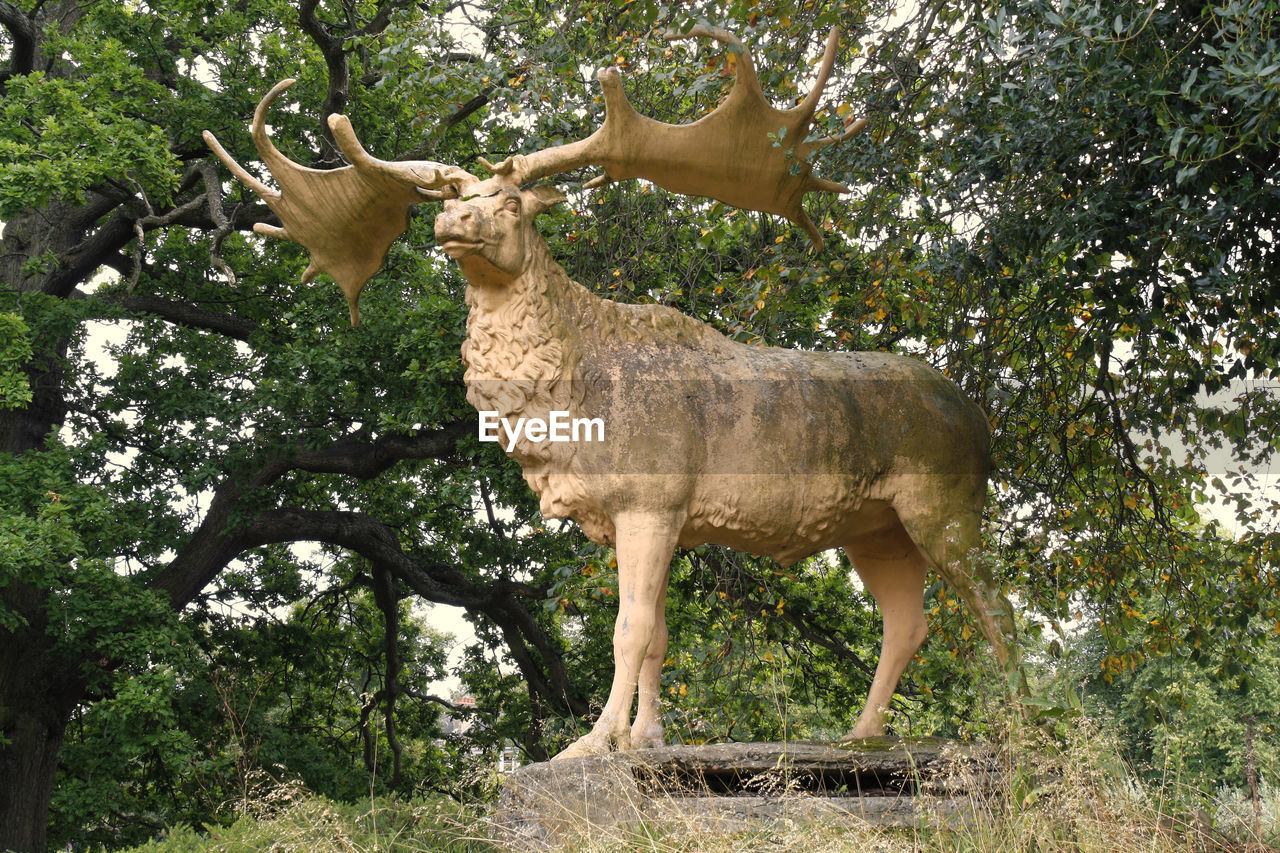 SIDE VIEW OF A HORSE IN FOREST