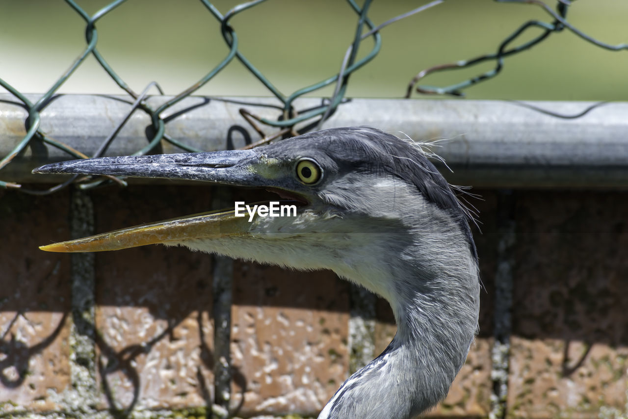 Close-up of a bird