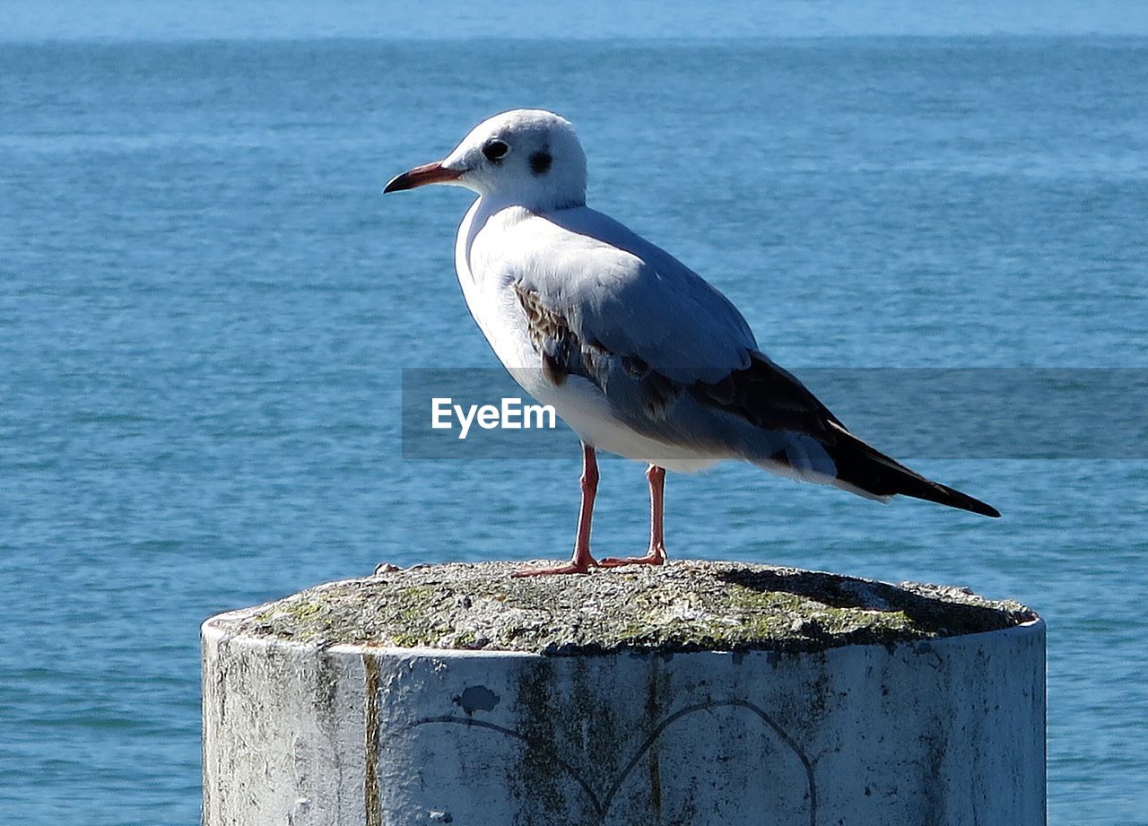 Seagull perching on column against sea