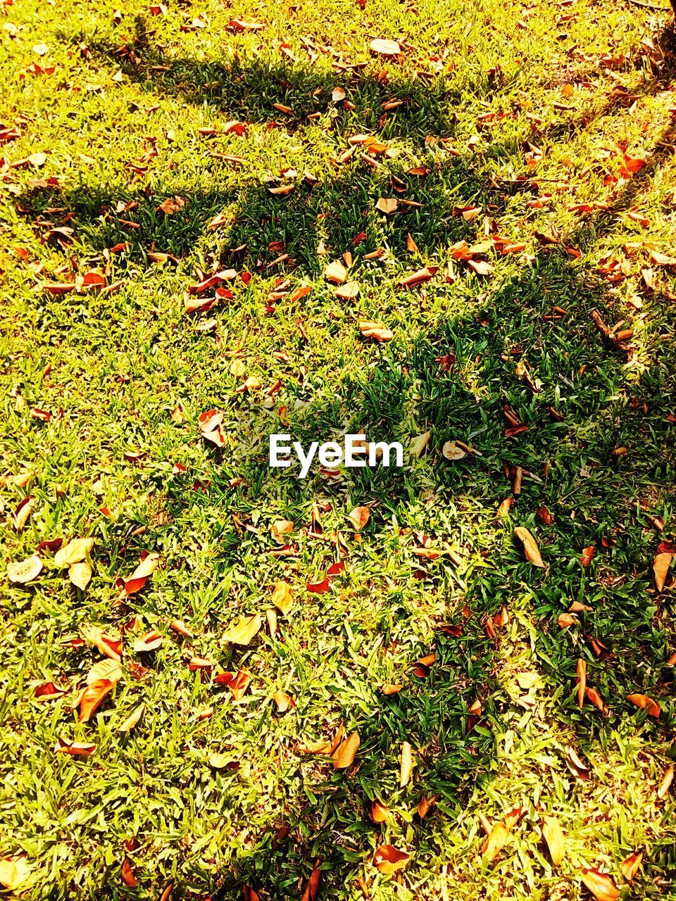 CLOSE-UP OF AUTUMN LEAF ON GRASS