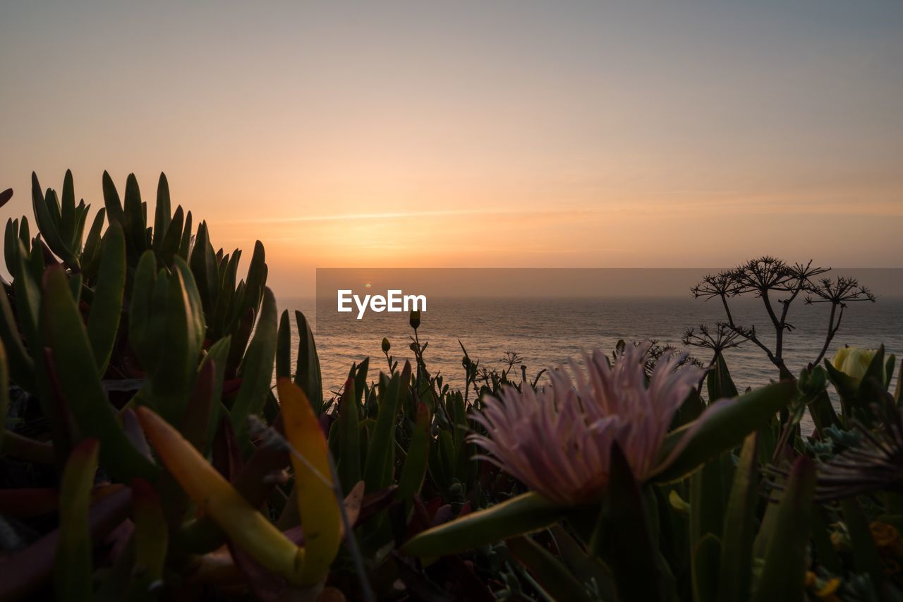 CLOSE-UP OF PLANTS AGAINST SEA DURING SUNSET