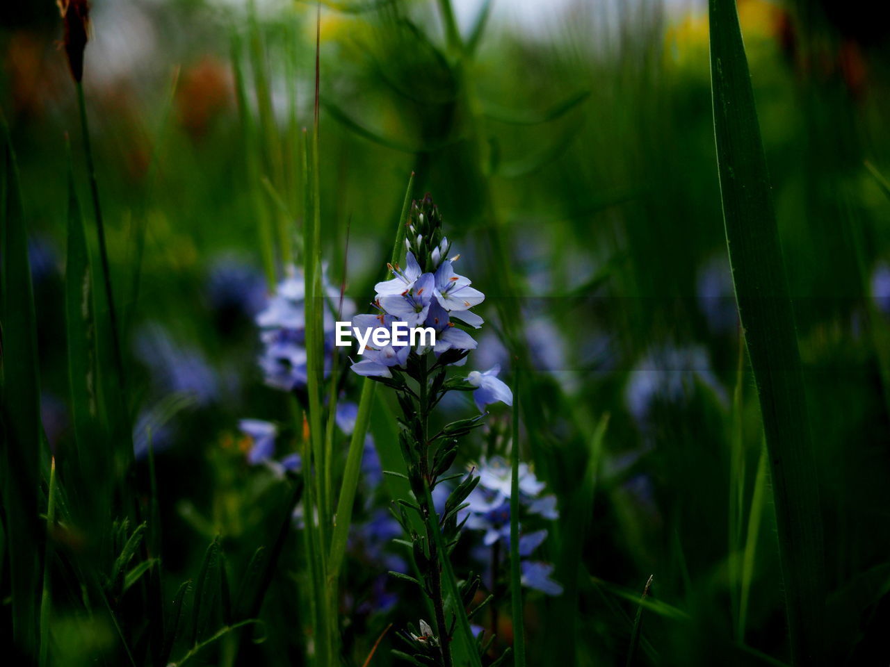 Close-up of purple flowering plant