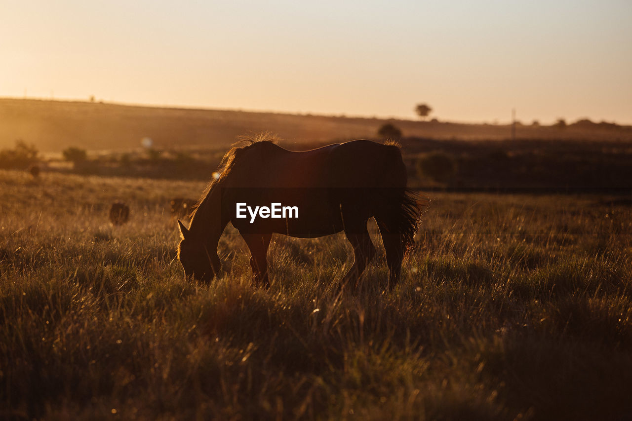 View of a horse on field