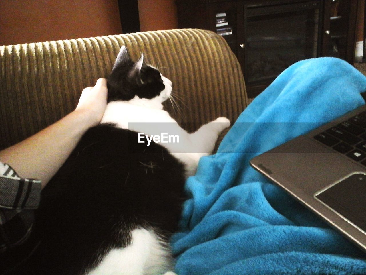 CLOSE-UP OF CAT SLEEPING ON SOFA