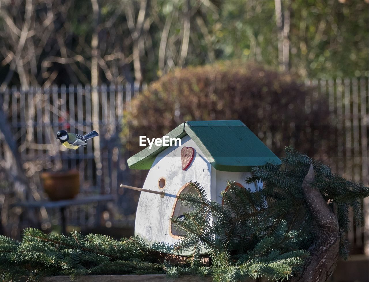 Blue tit flying by birdhouse on tree