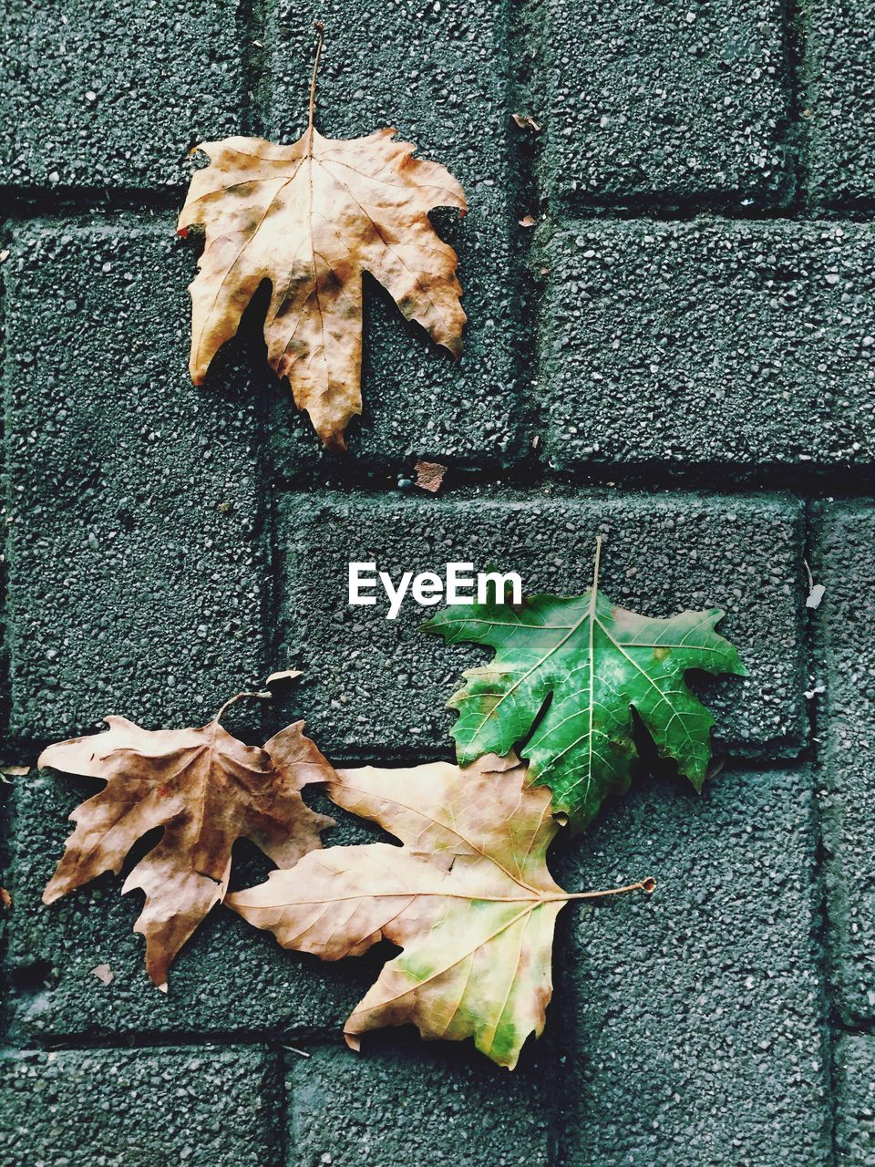 Close-up of fallen maple leaves