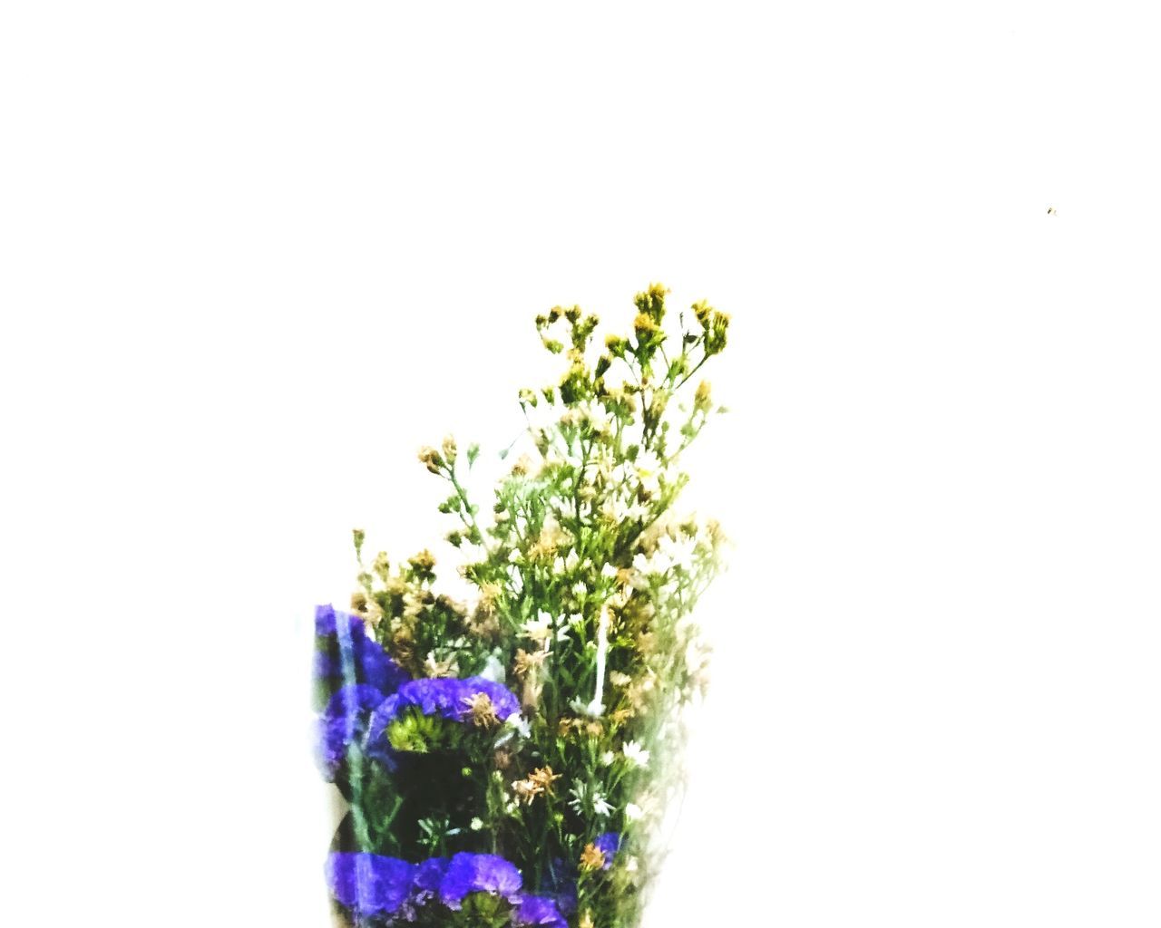 CLOSE-UP OF MULTI COLORED FLOWERS AGAINST WHITE BACKGROUND