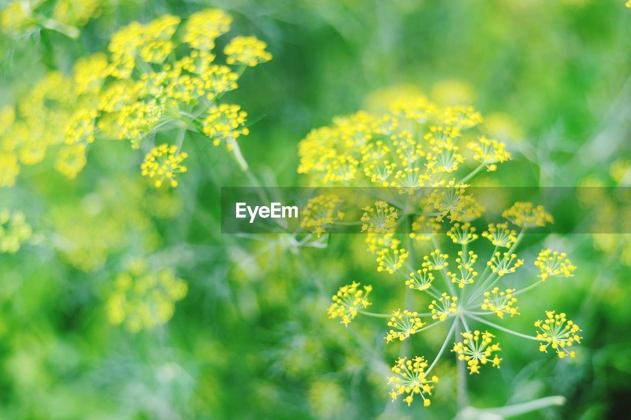 Close-up of yellow flowers blooming at park