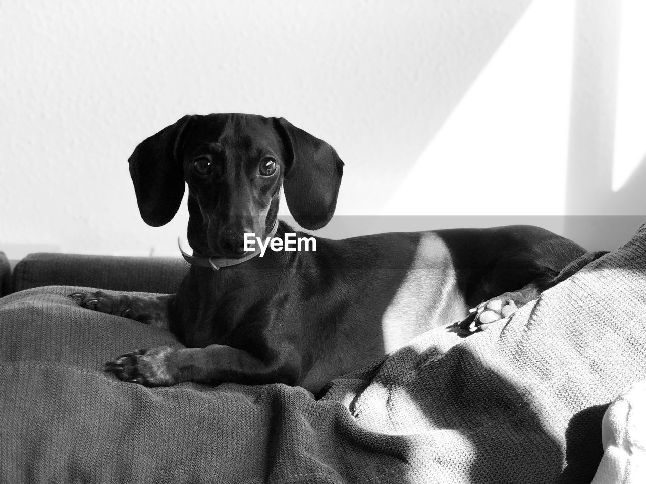 PORTRAIT OF DOG RESTING ON BED