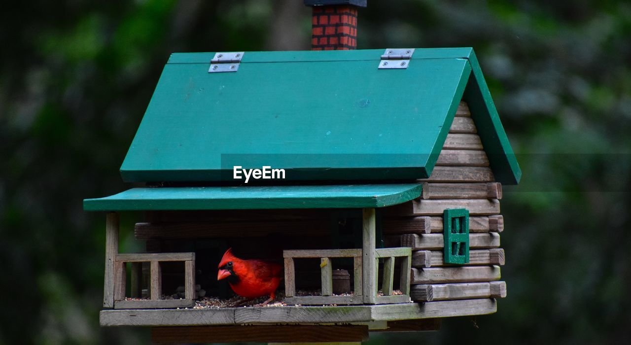 Red bird feeding