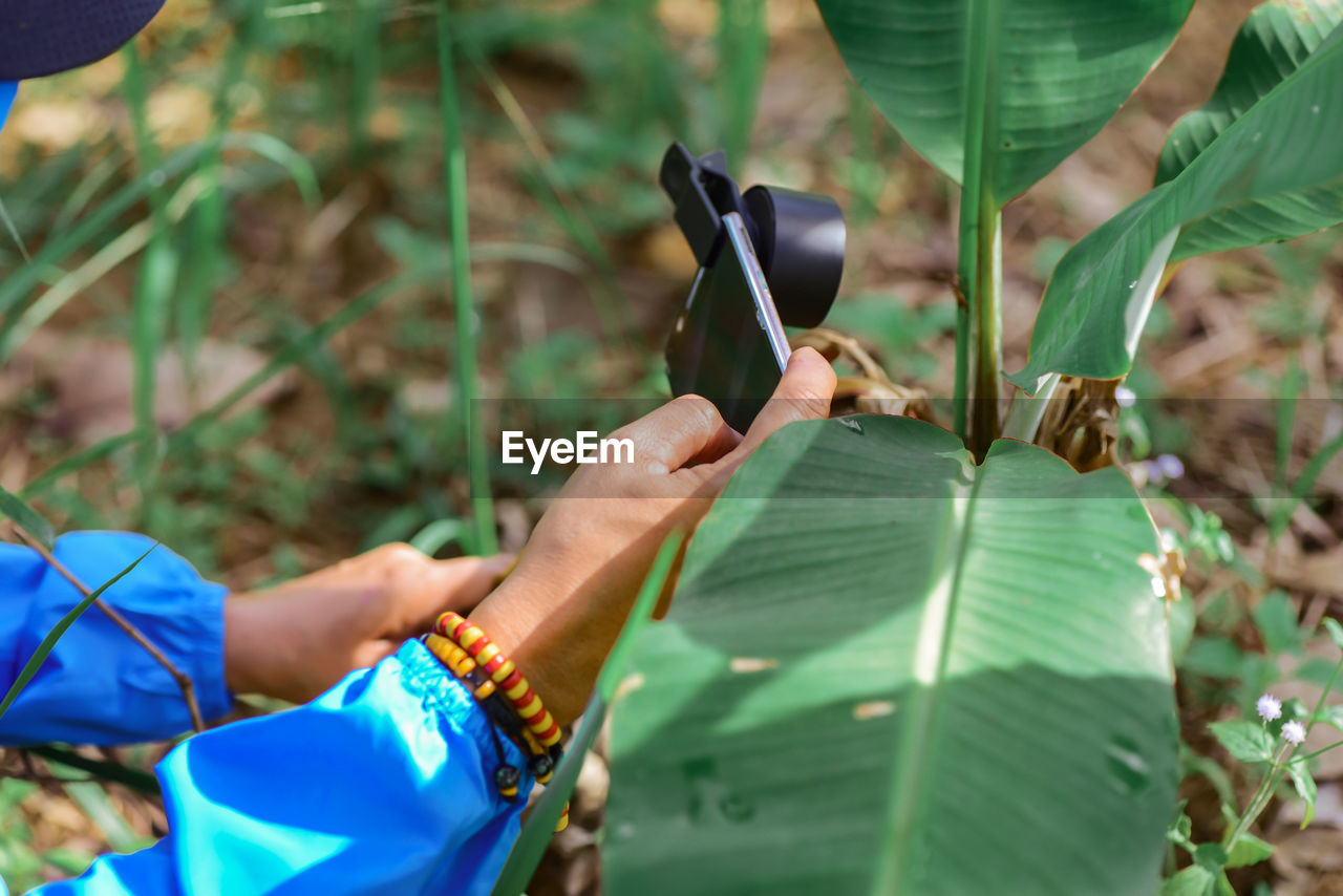 Cropped hand of woman holding plant