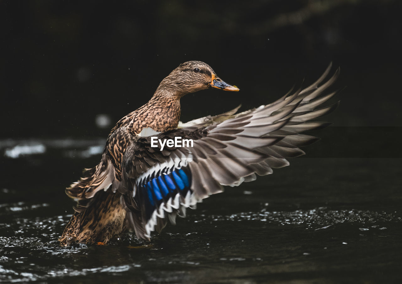 Close-up of bird flying over lake