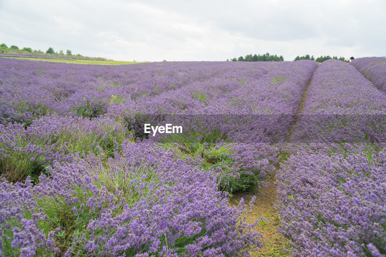Scenic view of flowering plants on field against sky