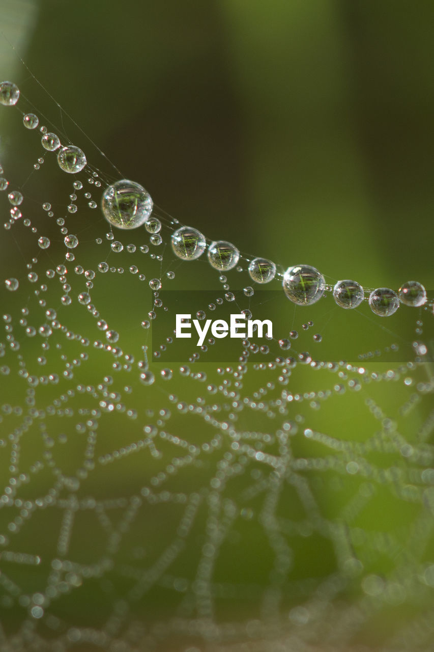 CLOSE-UP OF WATER DROPS ON SPIDER WEB IN RAINY SEASON