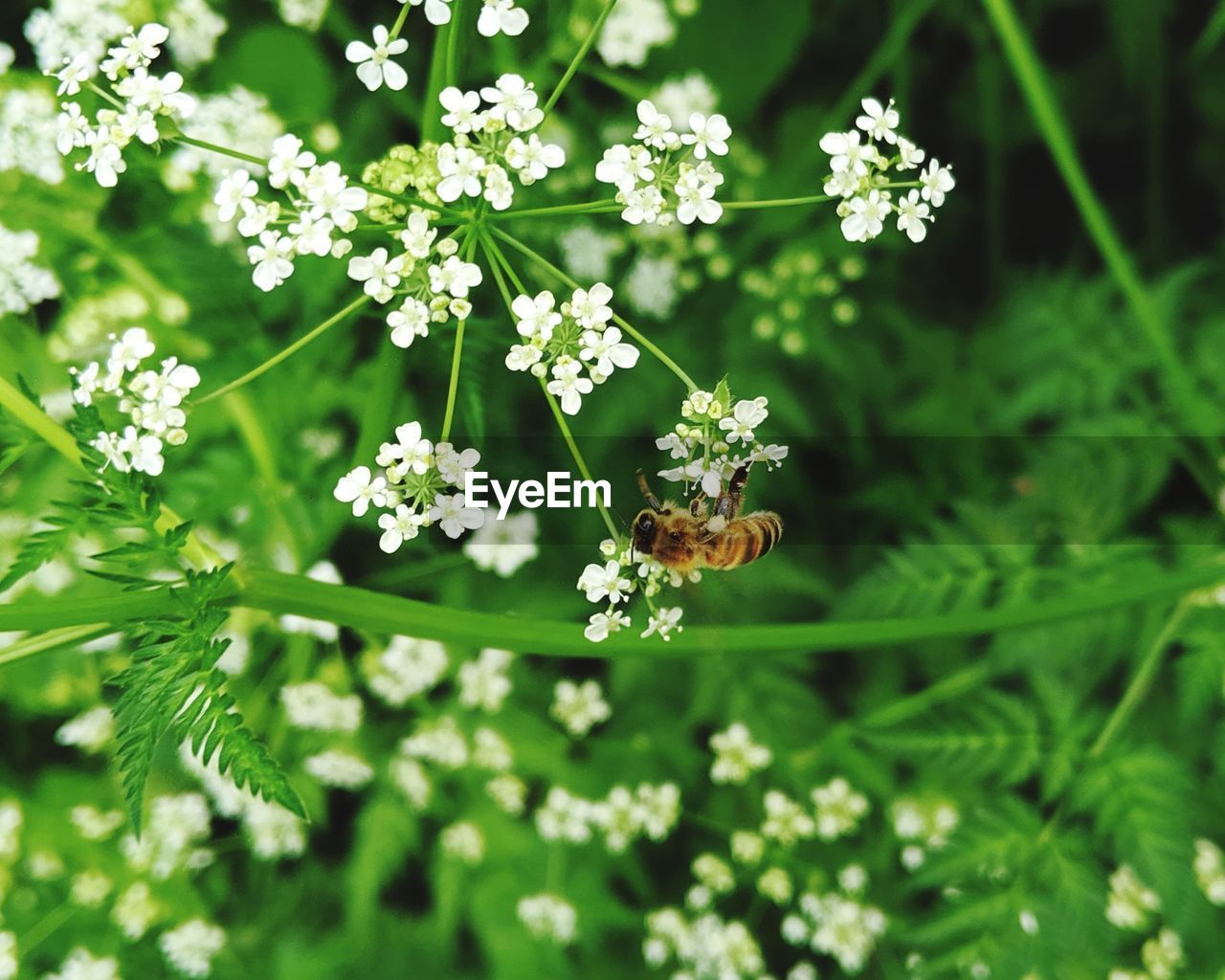 CLOSE-UP OF BUTTERFLY POLLINATING ON WHITE FLOWER