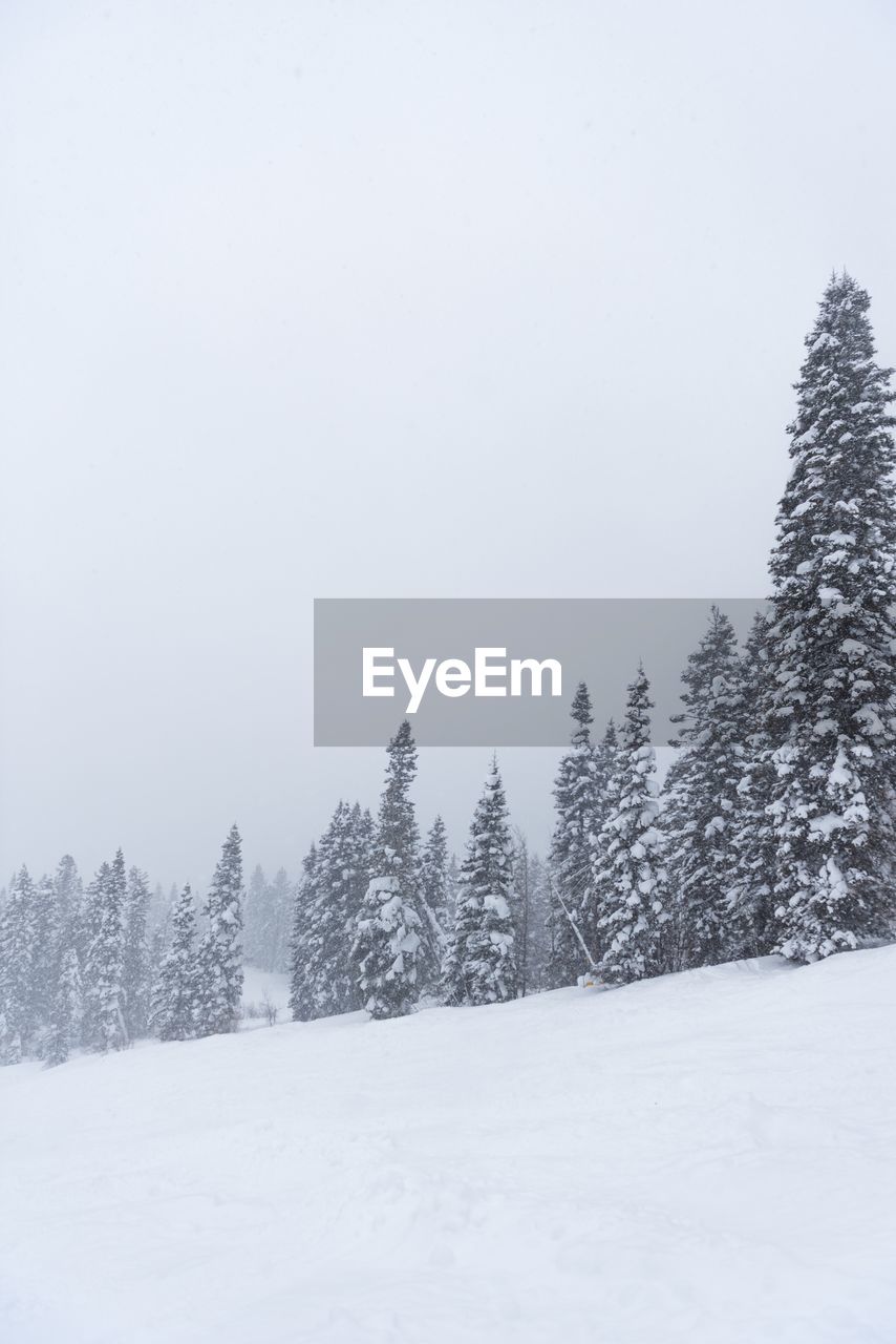 SNOW COVERED PINE TREES AGAINST SKY