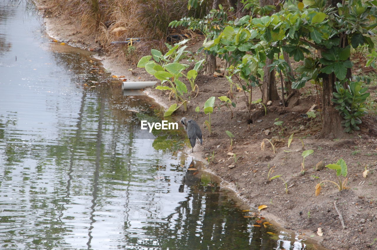 REFLECTION OF TREES IN WATER