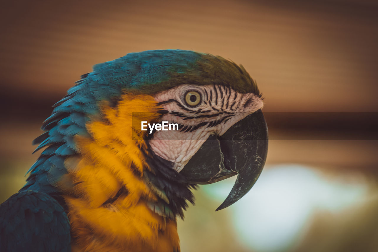 CLOSE-UP OF PARROT