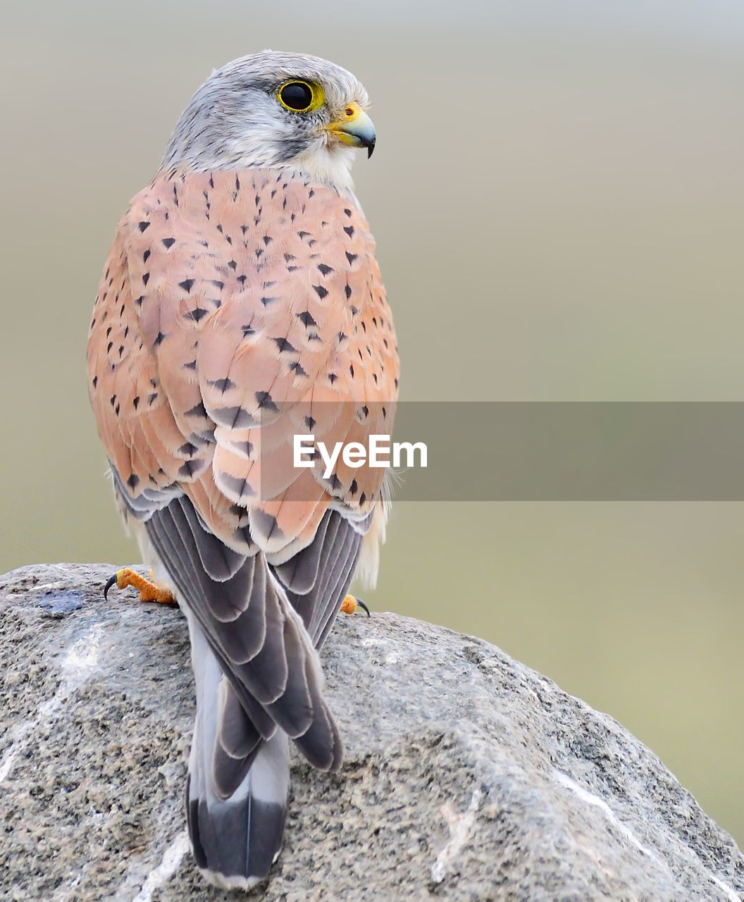 CLOSE-UP OF BIRD PERCHING ON ROCK