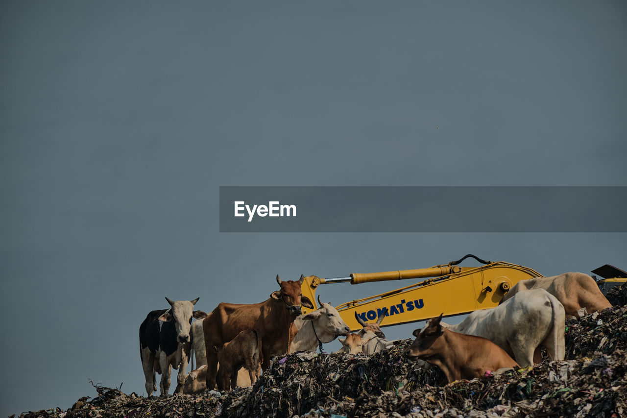 COWS STANDING IN A FIELD