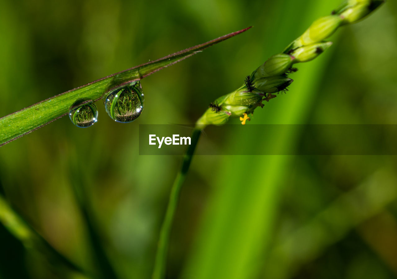 CLOSE-UP OF RAINDROPS ON PLANT