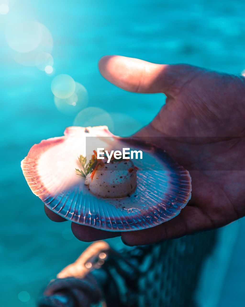 Close-up of hand holding scallop