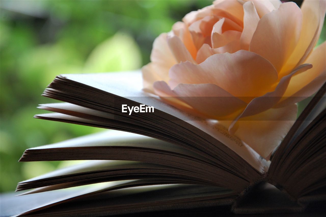 Close-up of rose inside an open book