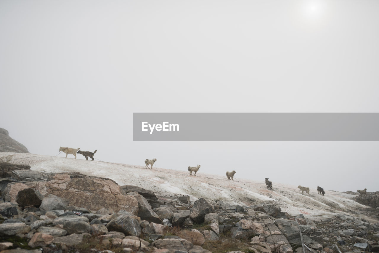 Low angle view of dogs on mountain against clear sky