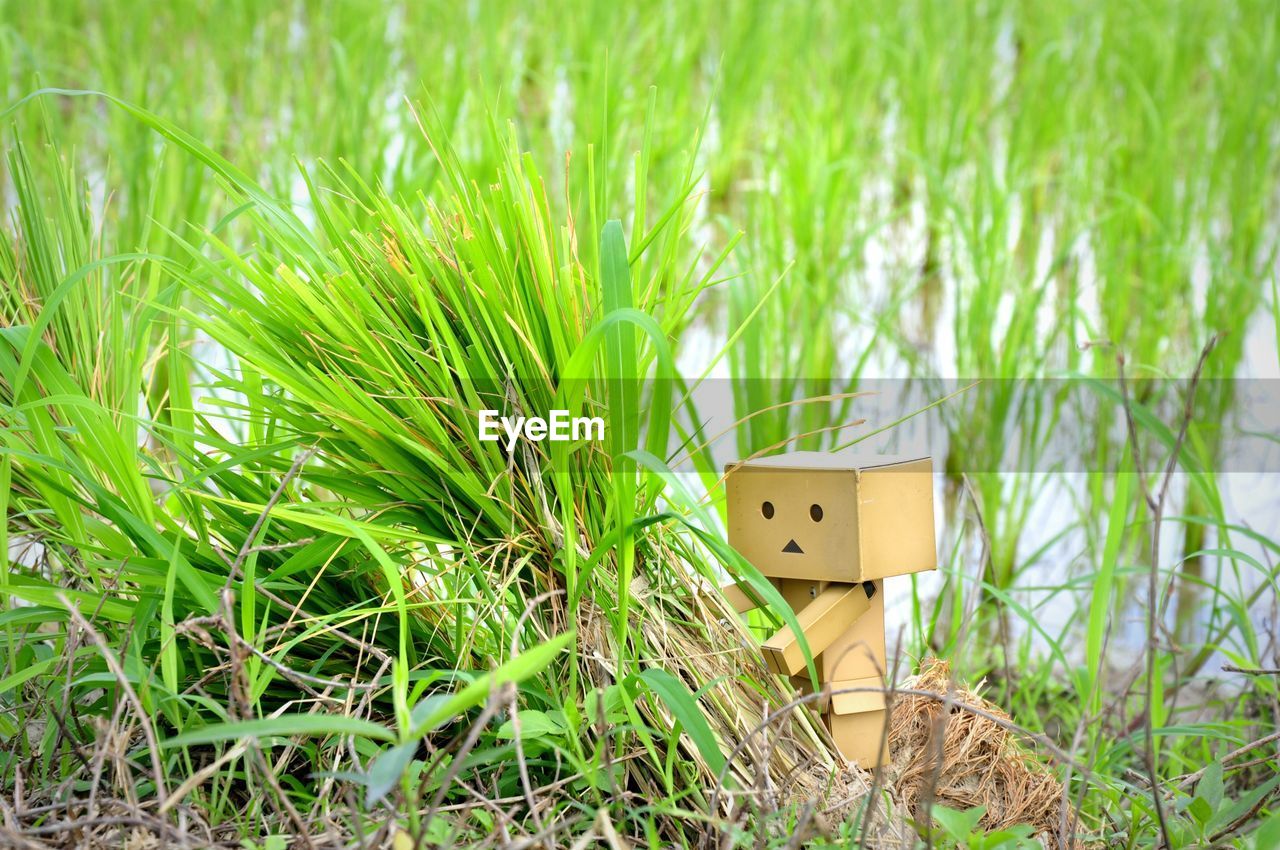 PLANTS GROWING ON GRASSY FIELD