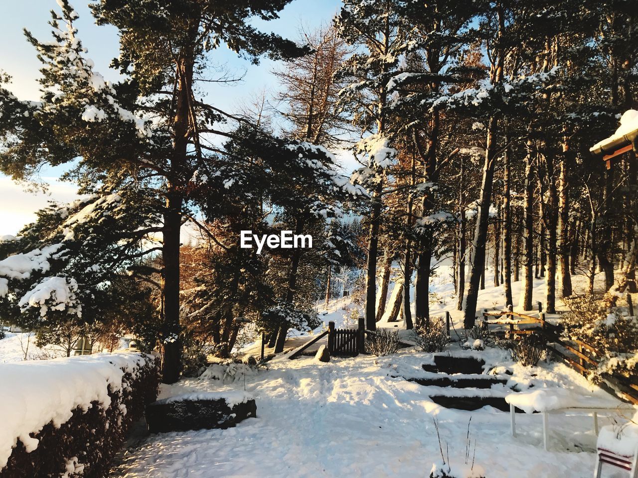 TREES ON SNOW COVERED LANDSCAPE