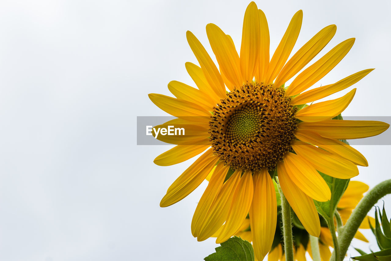 CLOSE-UP OF SUNFLOWER