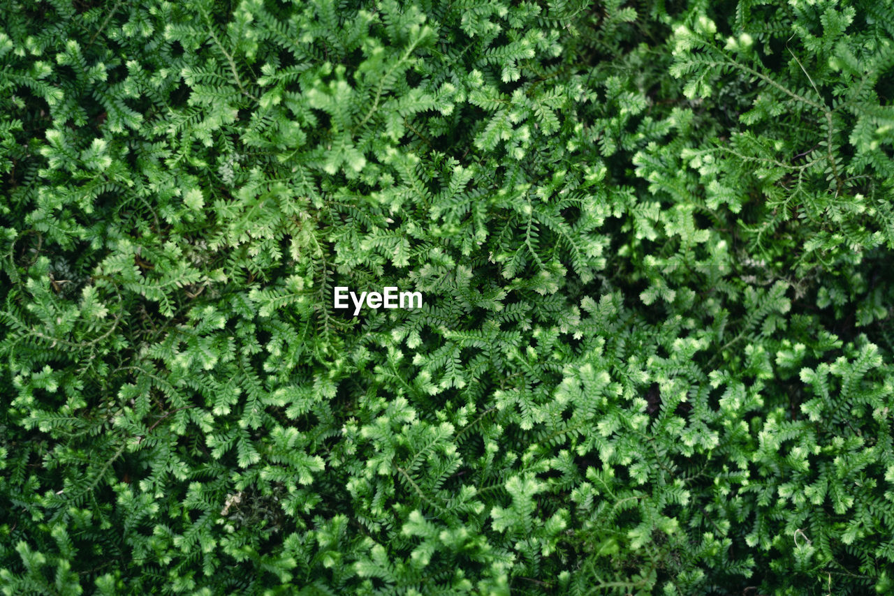 Full frame shot of plants