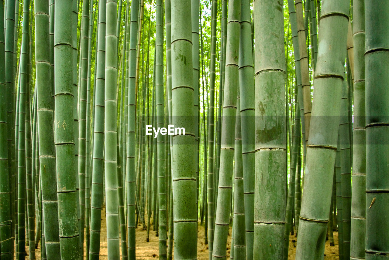 FULL FRAME SHOT OF BAMBOO PLANTS IN FOREST